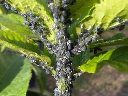 Image of Black bean aphid