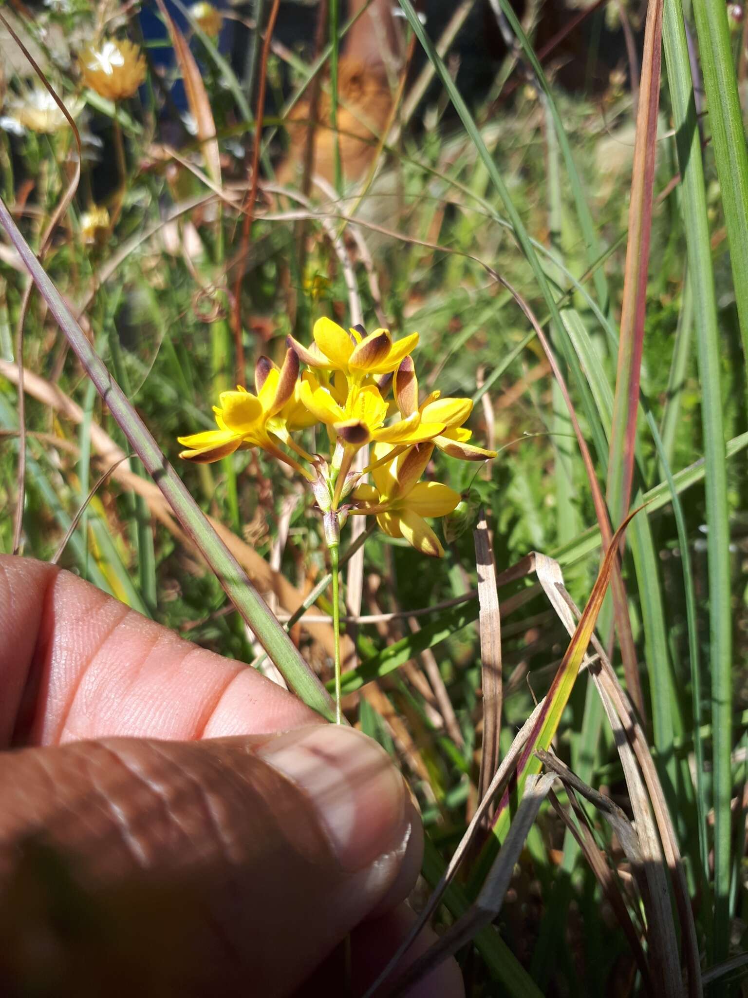 Image of Ixia odorata Ker Gawl.