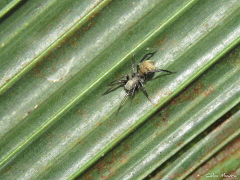 Image of Myrmecotypus niger Chickering 1937