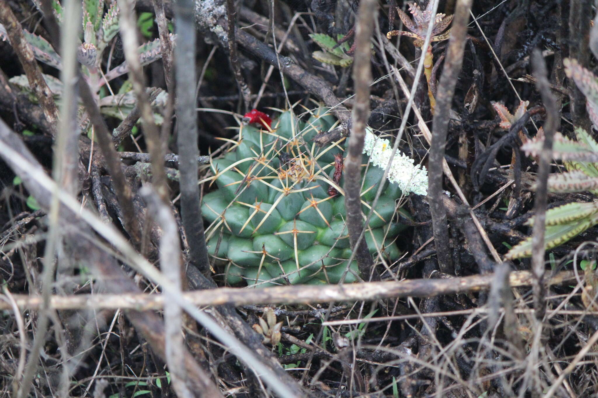 Plancia ëd Mammillaria magnimamma Haw.