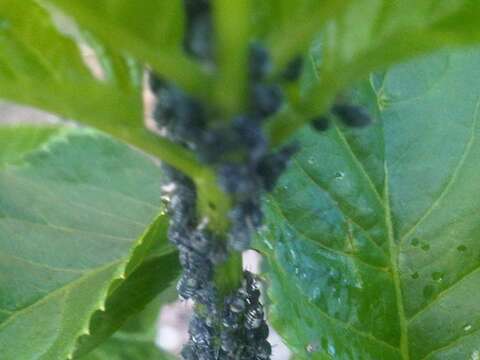 Image of Black bean aphid