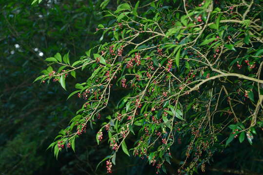 Image of Antidesma japonicum var. japonicum