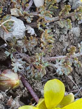 Image of Ranunculus enysii T. Kirk