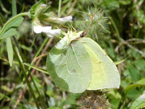 Image of Gonepteryx cleopatra (Linnaeus 1767)