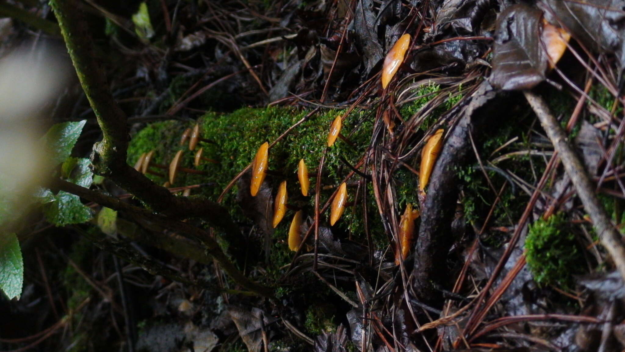 Plancia ëd Xeromphalina tenuipes (Schwein.) A. H. Sm. 1953