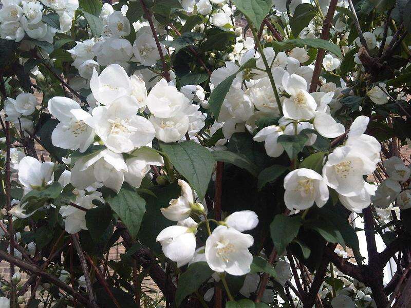 Image of sweet mock orange