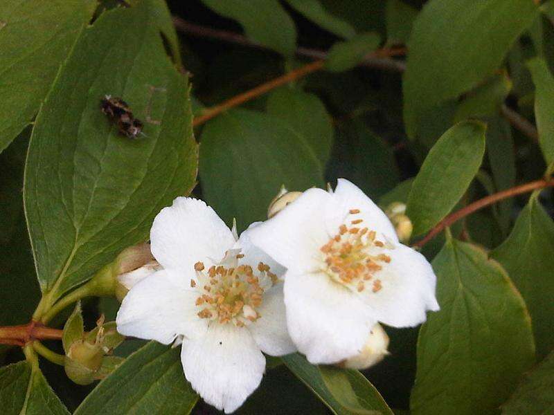 Image of sweet mock orange