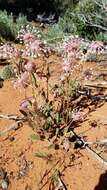 Image of fragrant white sand verbena