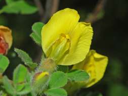 Image of big-flower broom