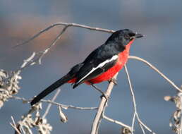 Laniarius atrococcineus (Burchell 1822) resmi