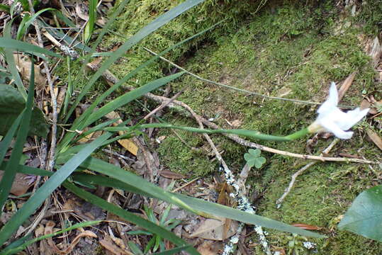 Image of Dietes iridioides subsp. iridioides