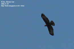 Image of Barred honey buzzard