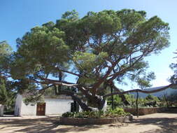 Plancia ëd Pinus pinea L.