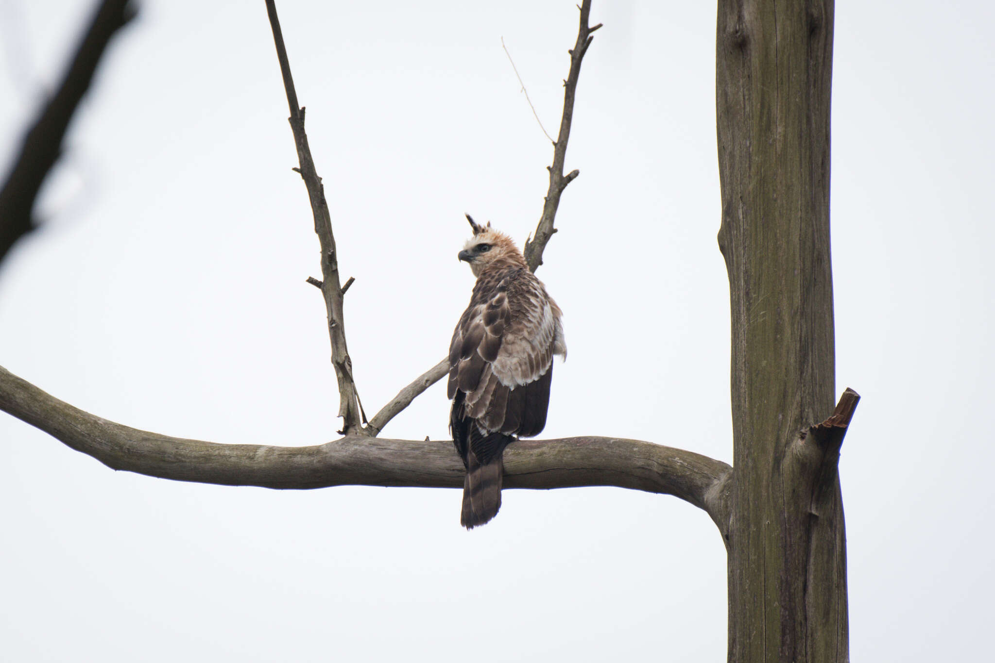 Image of Legge's Hawk-Eagle