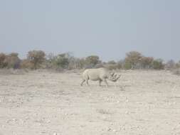 Image of Cape rhinoceros