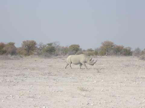 Image of Cape rhinoceros