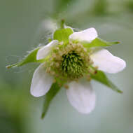 Image of white avens