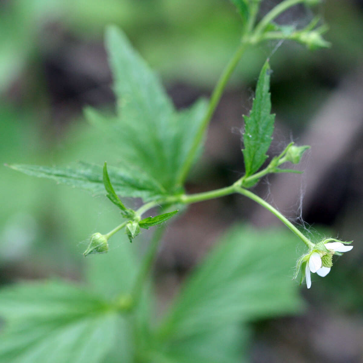 Image of white avens