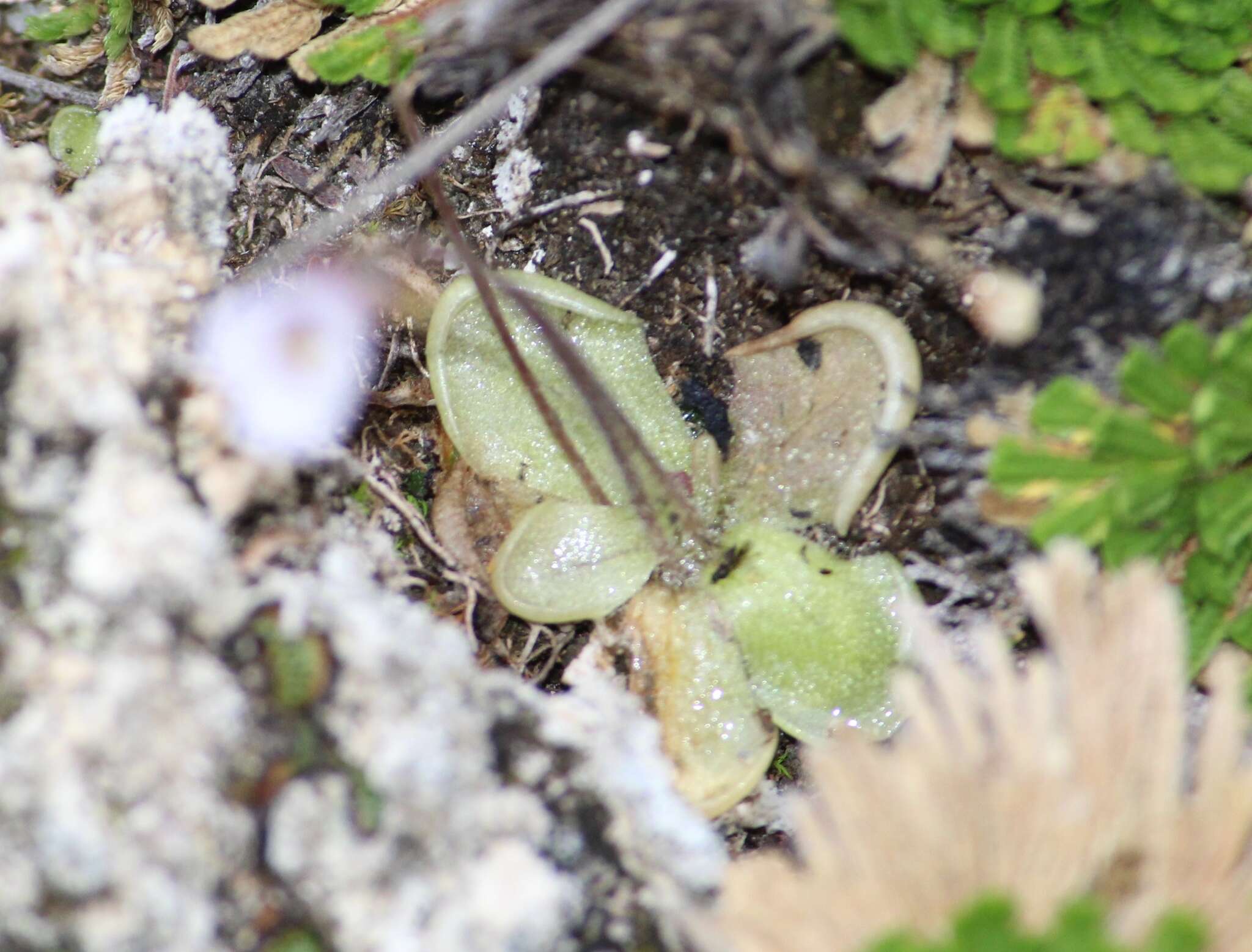 Image of Pinguicula takakii S. Z. Ruiz & J. Rzedowski