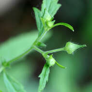 Image of white avens