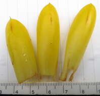 Imagem de Chamaecostus fusiformis (Maas) C. D. Specht & D. W. Stev.