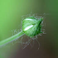 Image of white avens