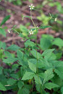 Image of white avens