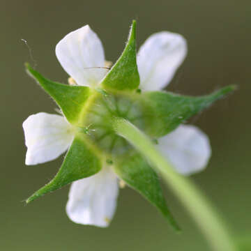 Image of white avens