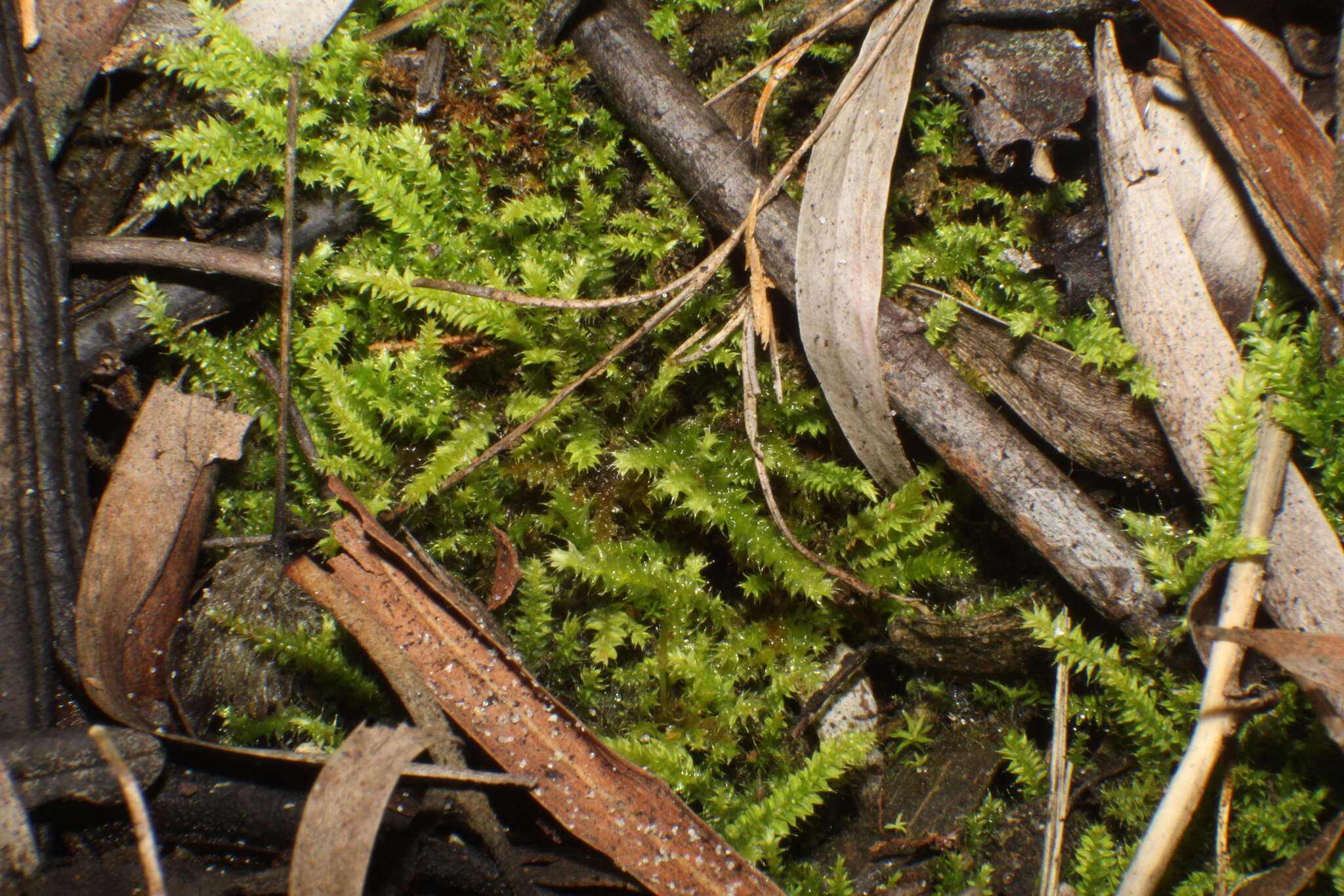 Image of Racopilum cuspidigerum var. convolutaceum (Müll. Hal.) Zanten & Dijkstra
