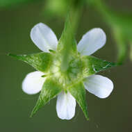 Image of white avens