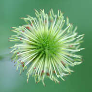 Image de Geum canadense Jacq.