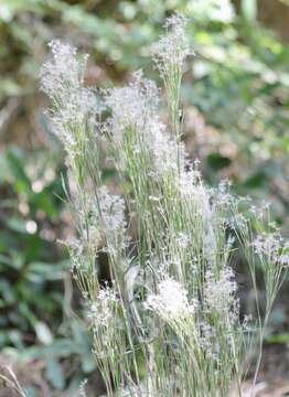 Image of Schizachyrium microstachyum (Desv.) Roseng., B. R. Arrill. & Izag.