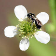 Image of white avens