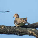 Image of Island Collared Dove