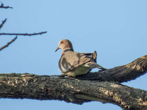 Image of Island Collared Dove