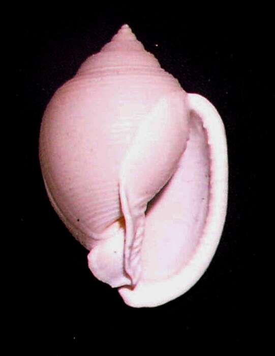 Image of Semicassis bisulcata (Schubert & J. A. Wagner 1829)