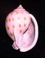 Image of Semicassis bisulcata (Schubert & J. A. Wagner 1829)