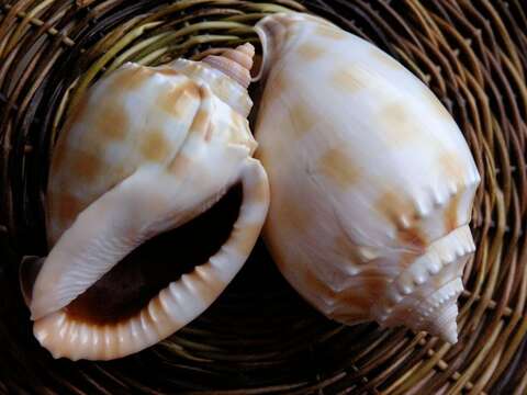 Image of Banded helmet shell