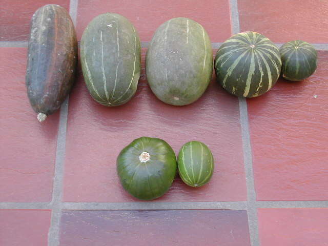 Image of winter squash