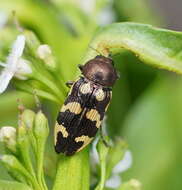 Image of Castiarina cupreoflava (Saunders 1869)