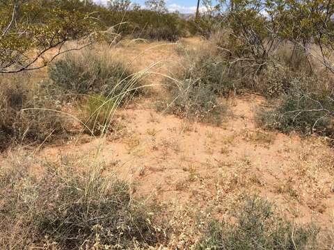 Image of mesa dropseed