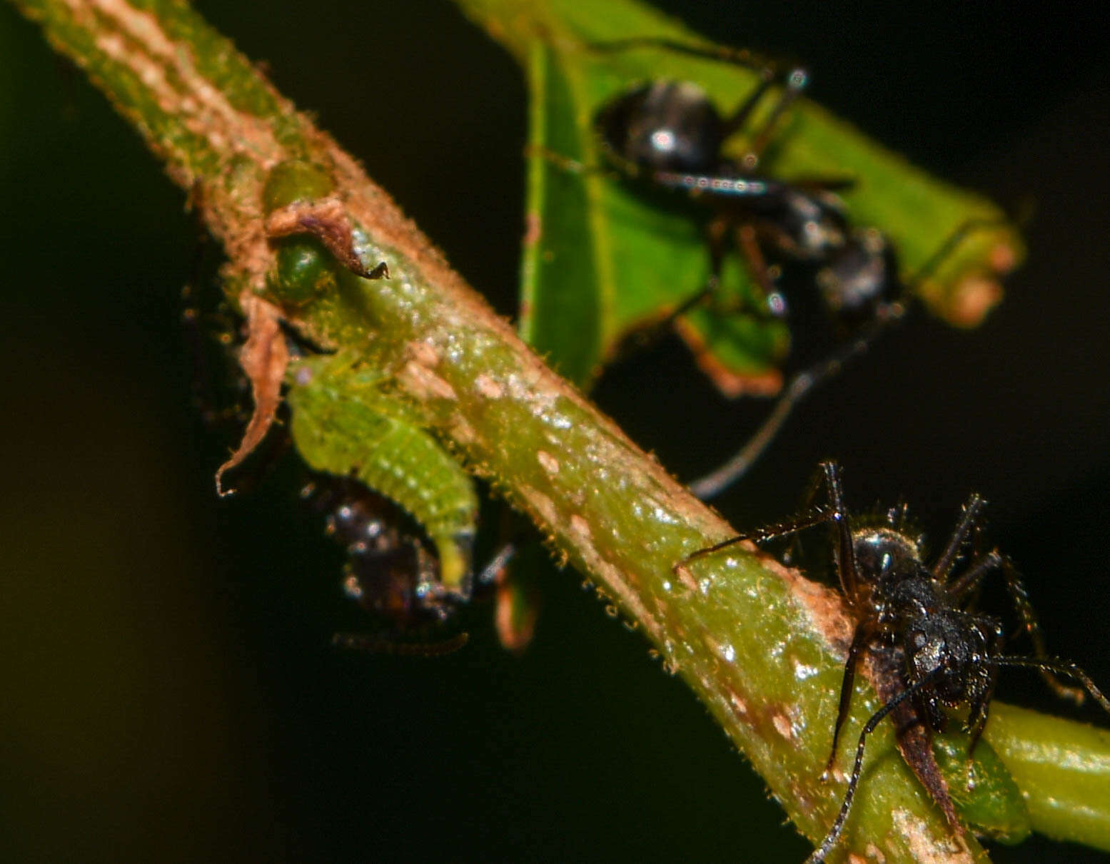 Plancia ëd Camponotus femoratus (Fabricius 1804)