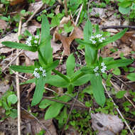 صورة Valerianella chenopodiifolia (Pursh) DC.