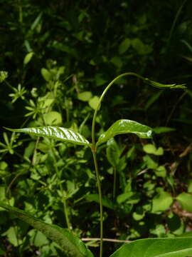 Image de Thyrsanthella difformis (Walter) Pichon