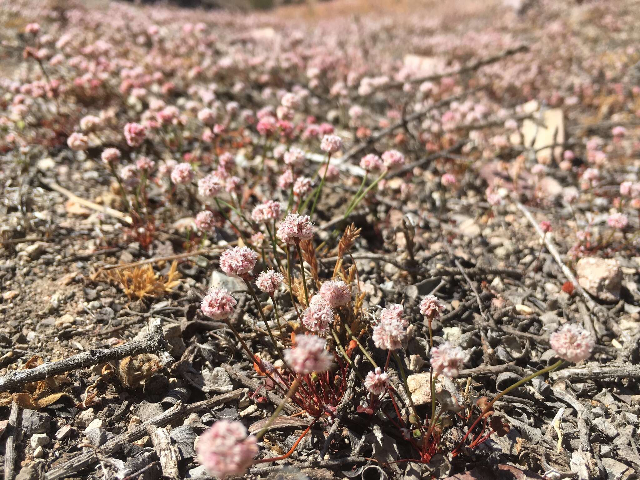 Image of Pinnacles buckwheat