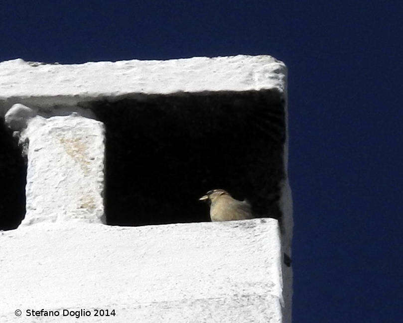 Image of Italian Sparrow