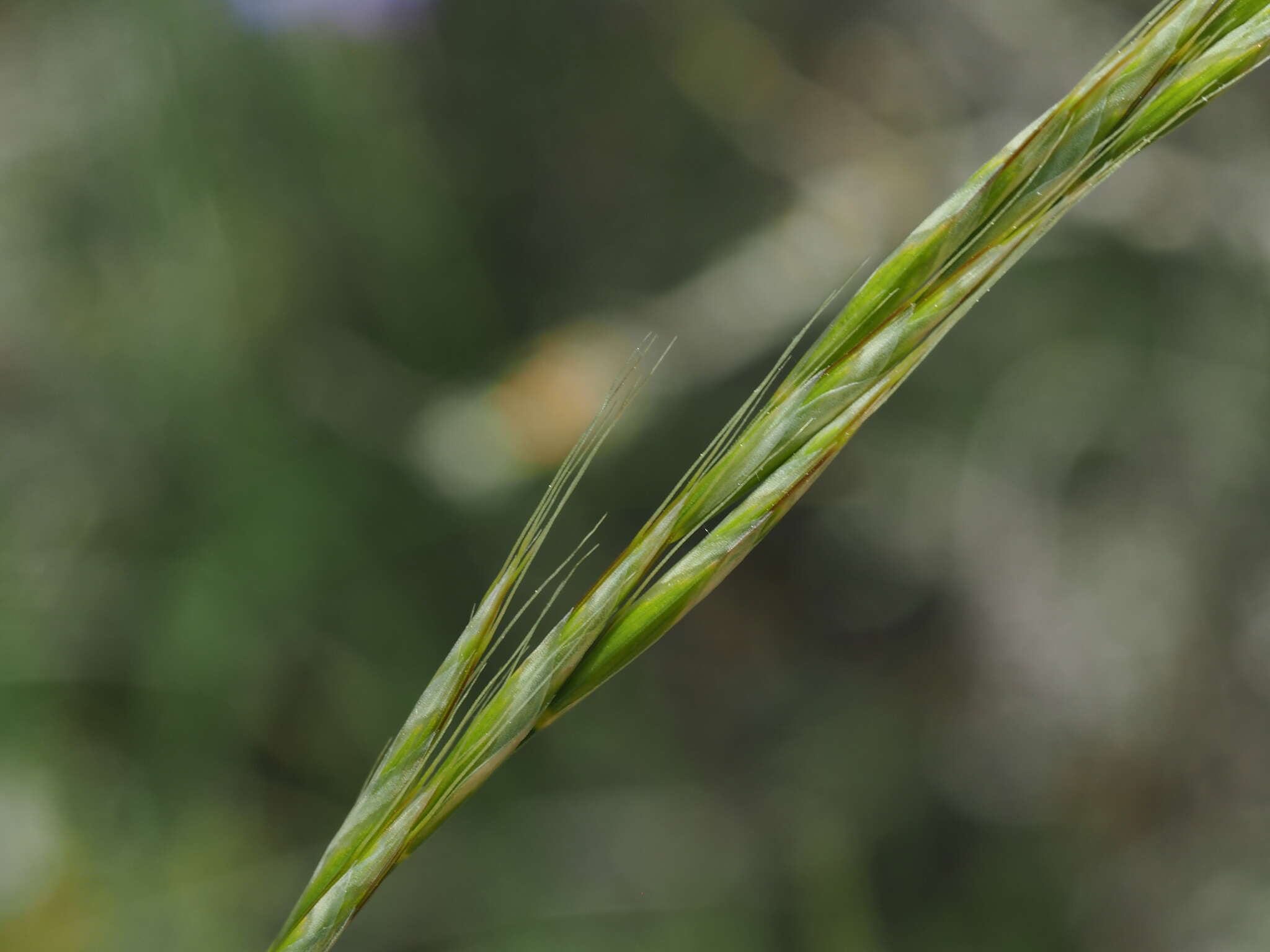 Imagem de Helictochloa pratensis (L.) Romero Zarco