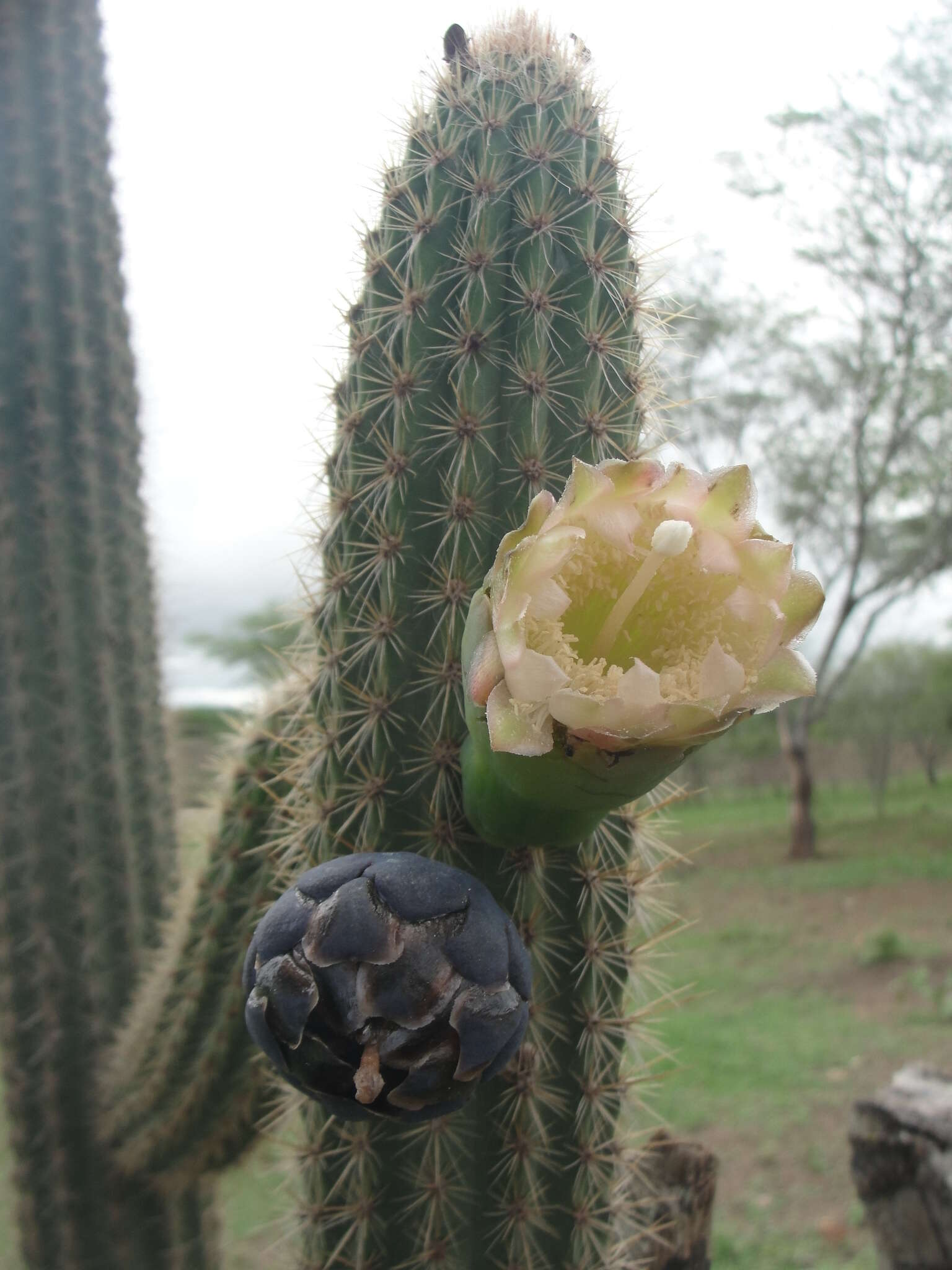 Plancia ëd Pilosocereus pachycladus F. Ritter