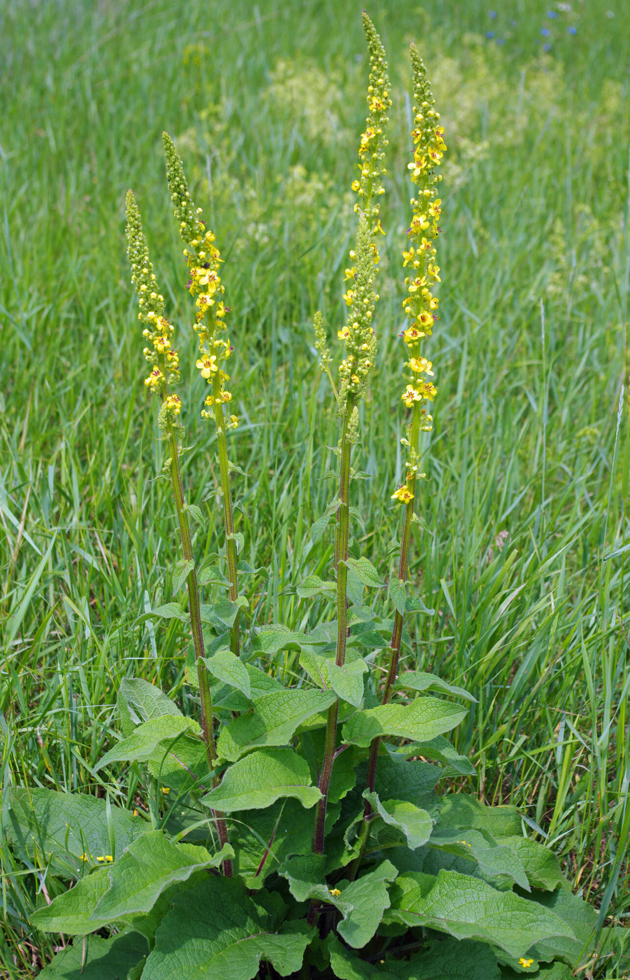 Verbascum nigrum L. resmi