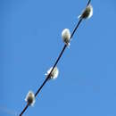 Image of Salix acutifolia Willd.